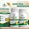 Longjack+ Garcinia Cambogia For Weight Loss ( Pack Of 2 )